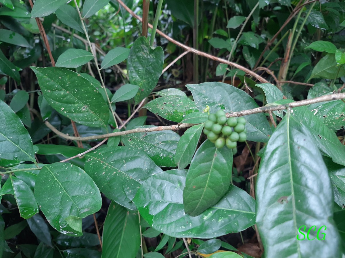 Huberantha korinti (Dunal) Chaowasku